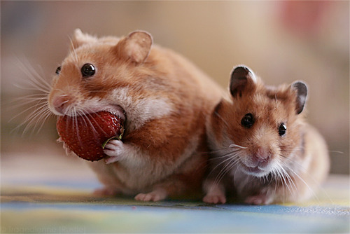 can dwarf hamsters eat strawberries