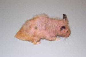 Why Do Hamsters Lose Hair 