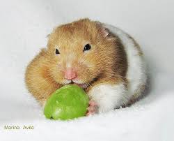 can hamsters eat grapes