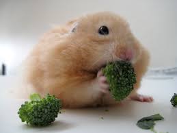 Hamster eating Celery