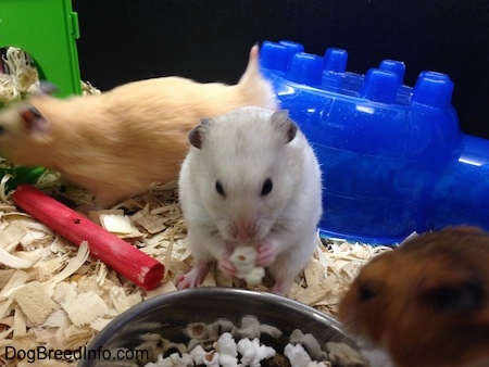 Hamster eat outlet bread