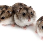 Campbell Russian Dwarf Hamsters