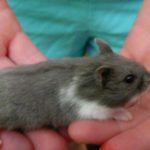 Gray dwarf hamster