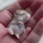 Lama Dwarf hamster