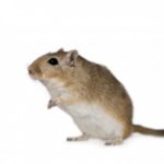 Long-tailed dwarf hamster
