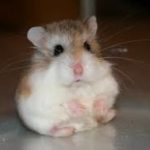 Roborovski hamsters
