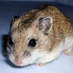 Tibetan dwarf hamster