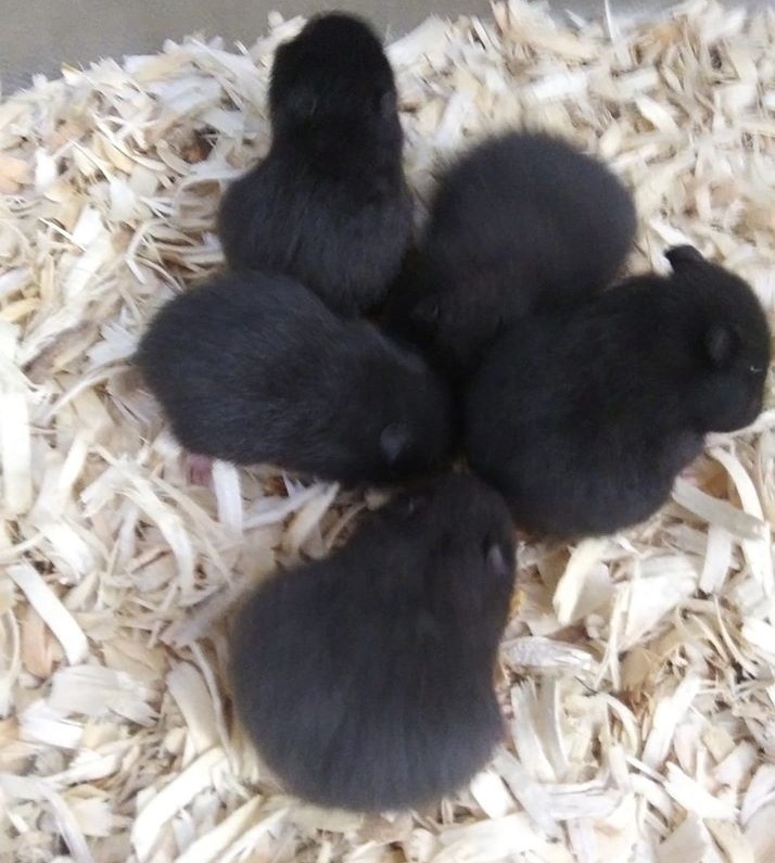 Baby Black Bear Hamster Hamsters Portal
