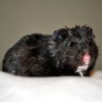 Black Bear Hamster Pictures