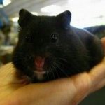 Black Bear Hamster Size