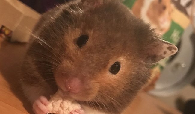 syrian teddy bear hamster