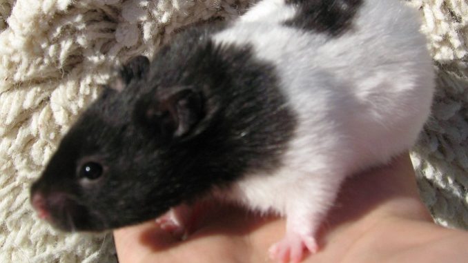 syrian black bear hamster